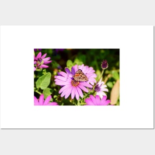 cli butterfly and lavender Posters and Art